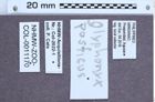 Etiketten zu Glyphonyx posticus (NHMW-ZOO-COL-0011170)